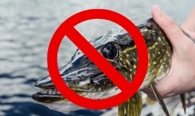 &laquo;Внимание&nbsp;&amp;mdash; щука под запретом&raquo;