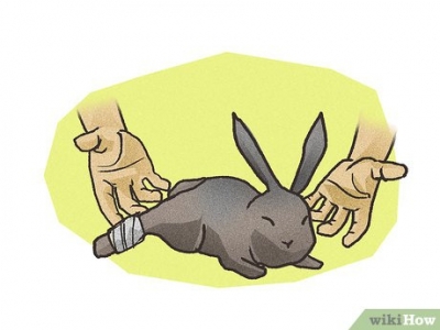 Что нельзя делать при обнаружении раненого или погибшего дикого животного