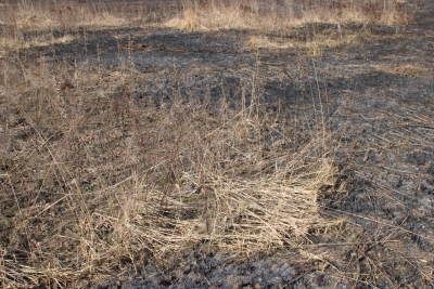 Горение сухой растительности