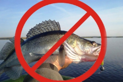 С&nbsp;15&nbsp;апреля по&nbsp;30&nbsp;мая вводится ежегодный запрет на&nbsp;вылов судака