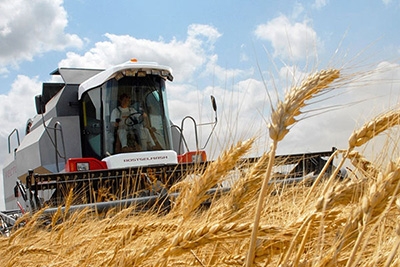 Зерновые в Беларуси убраны почти с 40% площадей