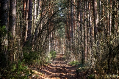 В&nbsp;8&nbsp;районах Беларуси действуют запреты на&nbsp;посещение лесов, еще в&nbsp;30&nbsp;&amp;mdash; ограничения